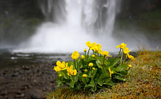 Рейкьявик – Южное побережье – Ледниковая Лагуна - Изображение 3