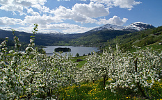 Согнефьорд – Хардангерфьорд - Берген, ок. 270 км - Изображение 0