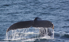 Озеро Миватн – Хусавик, китовое сафари – Акюрейри - Изображение 2