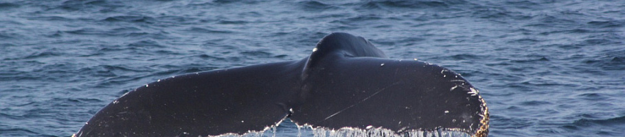 День 6 Озеро Миватн – Хусавик, китовое сафари – Акюрейри