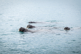 Шпицберген: северный круиз по Адвентфьорду и Исфьорду к Рейпсбургу