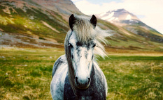 Озеро Миватн – Хусавик, китовое сафари – Акюрейри - Изображение 5