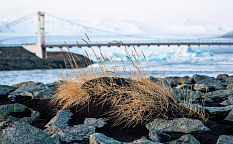 Ледниковая Лагуна – Восточные Фьорды - Изображение 2