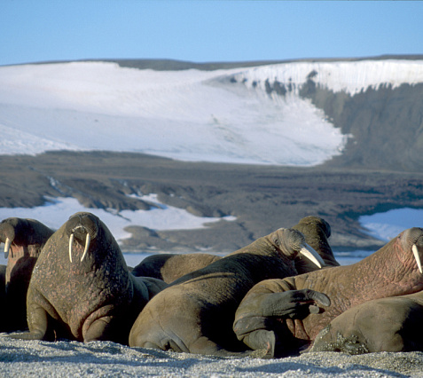 Шпицберген: ледники, моржи и гора Альхорн